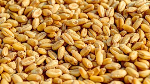 La tonne de blé tendre a rebondi mercredi 28 août sur le marché européen. La tonne de blé tendre a rebondi mercredi 28 août sur le marché européen.
