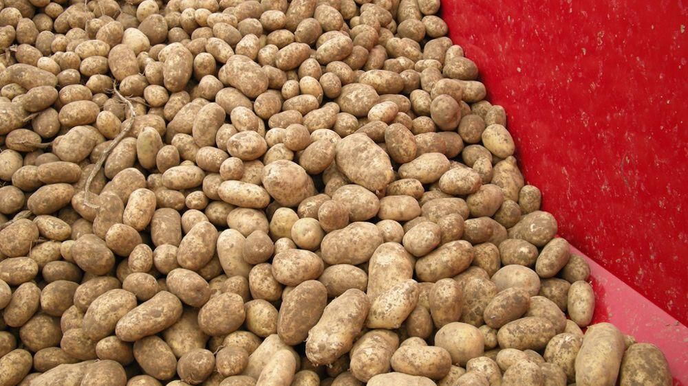 Pommes de terre