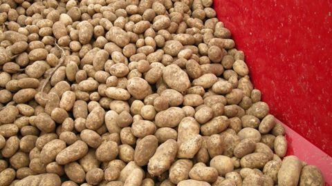 L'UNPT fait part « d'une année de tous les extrêmes » pour la production de pommes de terre françaises. L'UNPT fait part « d'une année de tous les extrêmes » pour la production de pommes de terre françaises.