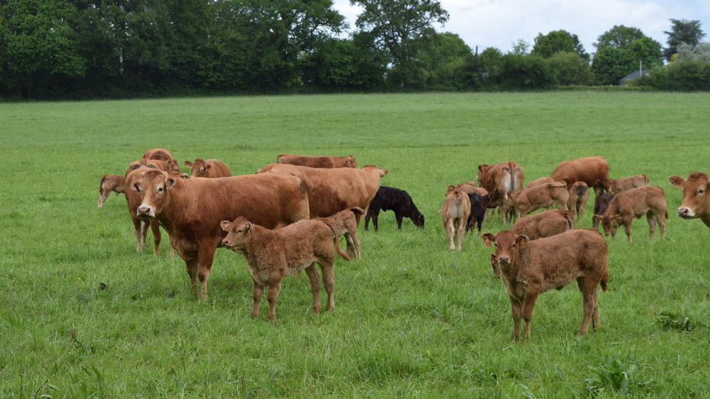 vaches limousines et leur veau au pâturage