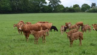 Au pâturage, les mères du groupe Procer ont compensé leur perte de poids mais pas les veaux.