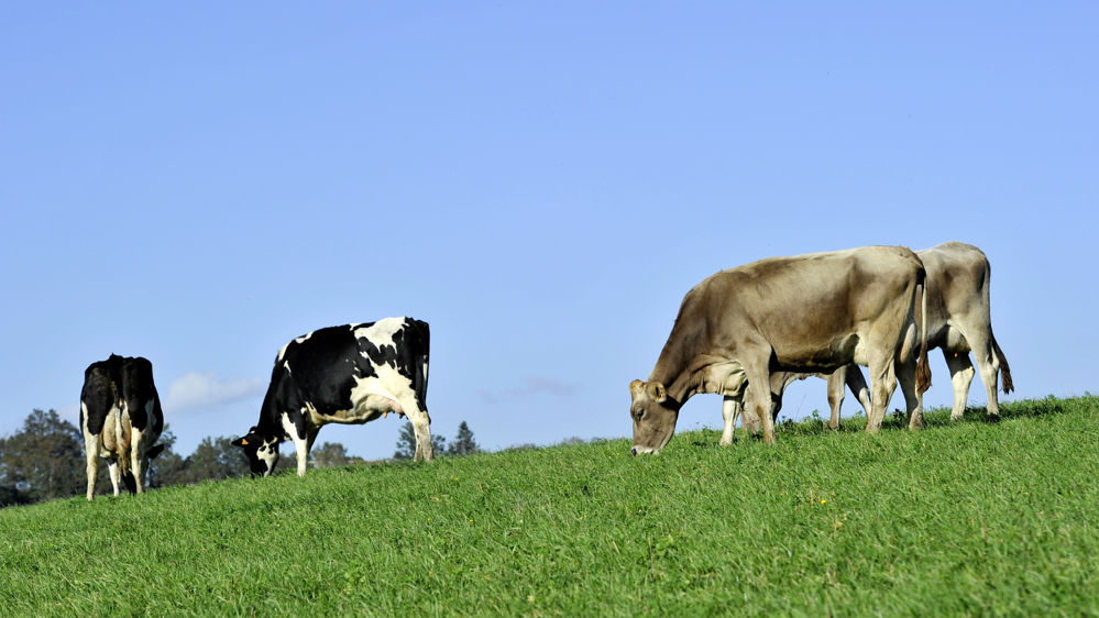 vaches laitières en pâturage vaches laitières en pâturage