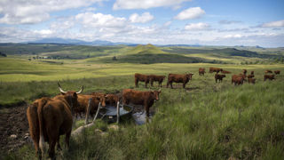 La préfecture du Cantal annonce la découverte de plusieurs foyers de fièvre charbonneuse dans des estives du Cantal (Photo d'illustration). La préfecture du Cantal annonce la découverte de plusieurs foyers de fièvre charbonneuse dans des estives du Cantal (Photo d'illustration).