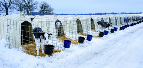 Dans le Wisonsin USA  veaux laitiers dans leur niche qui résistent au froid rigoureux de l'hiver
