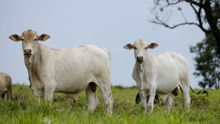 La France reste le principal obstacle à une ratification de l'accord commercial entre l'Union européenne et le Mercosur.