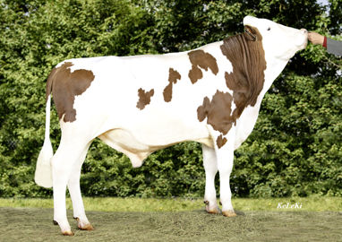 Taureau montbéliard Tcool JB Taureau montbéliard Tcool JB
