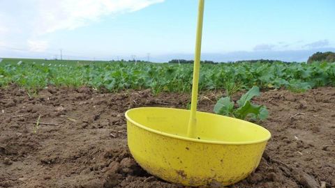 La mise en place de cuvettes jaunes dans les colzas est recommandée dès le semis pour surveiller l'arrivée des ravageurs. La mise en place de cuvettes jaunes dans les colzas est recommandée dès le semis pour surveiller l'arrivée des ravageurs.