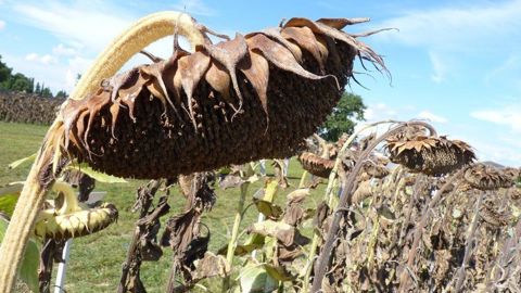 Il n’existe aucun intérêt à attendre que la plante soit entièrement cramée pour récolter, rappelle Terres Inovia.