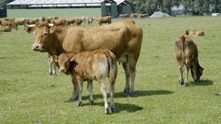 Le nombre de foyers de maladie hémorragique épizootique (MHE) détectés en élevage depuis le 1er juin 2024, est de 518 au 5 septembre 2024. (photo d'illustration) Le nombre de foyers de maladie hémorragique épizootique (MHE) détectés en élevage depuis le 1er juin 2024, est de 518 au 5 septembre 2024. (photo d'illustration)