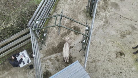 Le scanner mobile Pheno 3D se compose d’une structure de 3 mètres par 3 mètres sur laquelle sont disposés dix caméras et un laser de détection permettant une prise d’images automatique et sous différents angles de l’animal.