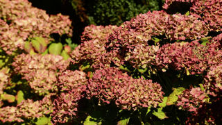 Fleurs d'hortensia ayant pris leurs teintes d'automne. Fleurs d'hortensia ayant pris leurs teintes d'automne.
