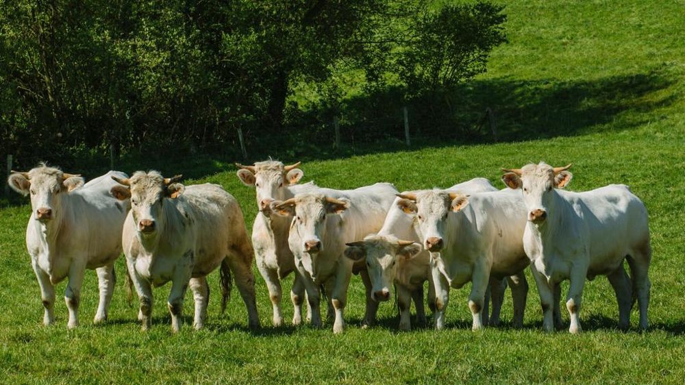 Vaches au pré