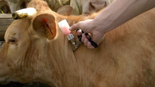L'Etat a commandé 2 millions de doses de vaccin contre la MHE, tandis que la FNB estime les besoins à 20 millions de doses. L'Etat a commandé 2 millions de doses de vaccin contre la MHE, tandis que la FNB estime les besoins à 20 millions de doses.