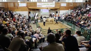 31 des 36 animaux présentés ont trouvé preneur lors de la vente nationale de jeunes reproducteurs du HBC. 31 des 36 animaux présentés ont trouvé preneur lors de la vente nationale de jeunes reproducteurs du HBC.