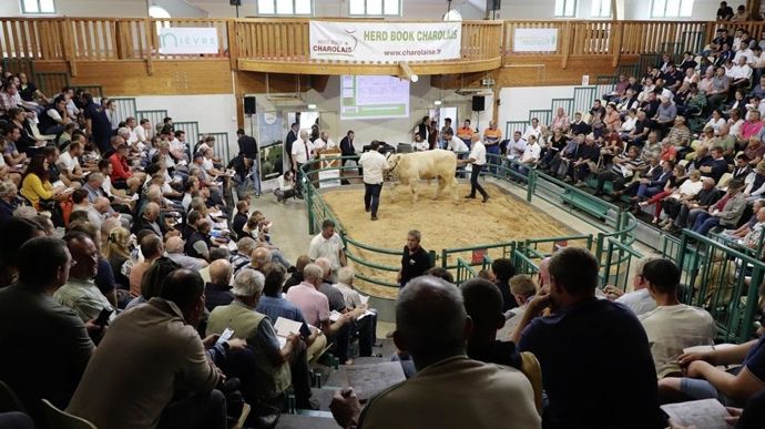 31 des 36 animaux présentés ont trouvé preneur lors de la vente nationale de jeunes reproducteurs du HBC.