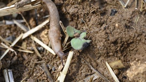 Avec les antilimaces à base de phosphate ferrique, il faut souvent attendre 3 à 6 jours pour constater une efficacité, selon Arvalis.