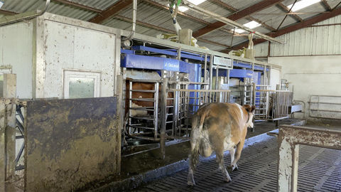 Allier traite robotisée et herbe dans la ration, voilà un choix qui peut s’avérer économiquement intéressant.