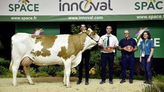 Orientale, grande championne du concours Montbéliard au Space 2024. Orientale, grande championne du concours Montbéliard au Space 2024.