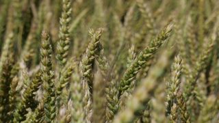 Le blé génétiquement modifié HB4 présente une tolérance à la sécheresse grâce à l’introduction d’un gène issu du génome du tournesol.