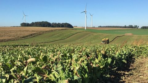 Cristal Union annonce le démarrage de la campagne betteravière 2024/25 et table sur une durée de 125 jours.