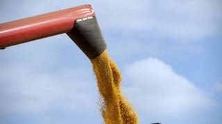 « Les gens sont stupéfaits de voir à quels points les rendements [de maïs] sont bons » au Nebraska, estime Jon Scheve, de Superior Feed Ingredients.