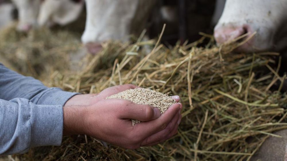 Alimentation du bétail