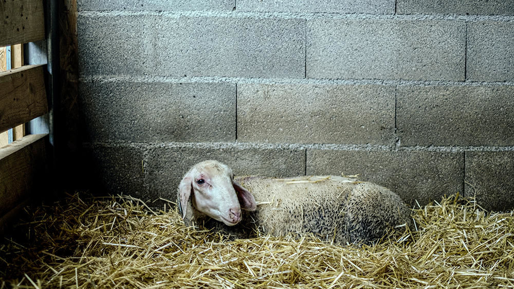Au 12 septembre 2024, le ministère de l'Agriculture a recensé 1 929 foyers de FCO de sérotype 3.