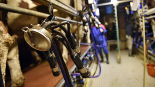 La collecte française de lait de vache progresse de 1,2 % entre juillet 2023 et juillet 2024, après une hausse de 2,4 % en juin 2024. La collecte française de lait de vache progresse de 1,2 % entre juillet 2023 et juillet 2024, après une hausse de 2,4 % en juin 2024.