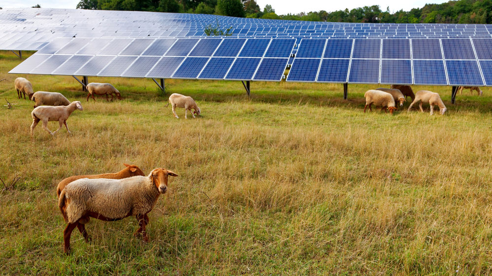 Pourquoi l’agrivoltaïsme se développe en France ? Pourquoi l’agrivoltaïsme se développe en France ?