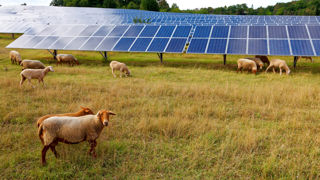 Pourquoi l’agrivoltaïsme se développe en France ?