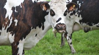 En 2023, 92 % des éleveurs de bovins laitiers français sont équipés d'au moins un objet connecté, selon une étude de l'Idele. En 2023, 92 % des éleveurs de bovins laitiers français sont équipés d'au moins un objet connecté, selon une étude de l'Idele.