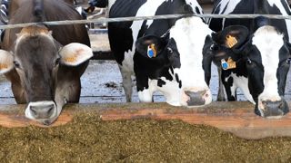 Maximiser la marge sur coût alimentaire grâce au suivi nutritionnel