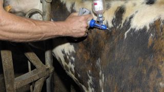 La zone de vaccination des ovins et des bovins contre la FCO-3, prise en charge à 100 % par l'Etat, est étendue à l'ensemble de la Bretagne. La zone de vaccination des ovins et des bovins contre la FCO-3, prise en charge à 100 % par l'Etat, est étendue à l'ensemble de la Bretagne.
