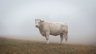 La FNH souhaite faire coller la production bovine française à la demande pour donner un nouveau souffle à la filière allaitante. Pour ce faire, elle préconise l'engraissement en France. La FNH souhaite faire coller la production bovine française à la demande pour donner un nouveau souffle à la filière allaitante. Pour ce faire, elle préconise l'engraissement en France.