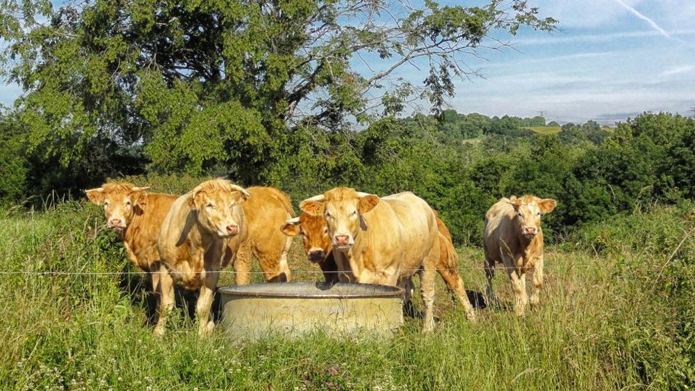 Deux millions de doses ont été commandées par l'Etat.