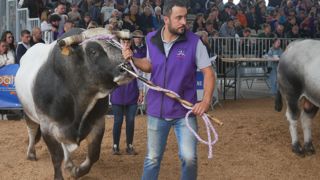 Le concours national de la race gasconne a amené un peu de soleil au salon Les Pyrénéennes, sur fond de crise sanitaire. Jamais ce concours n’avait rassemblé autant d’animaux, d’éleveurs et de nouveaux participants.
