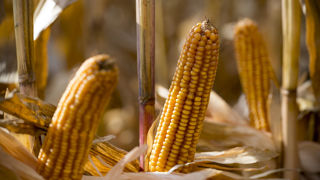 Les stocks mondiaux de maïs de la fin de la campagne de 2024-2025 sont désormais évalués à 276 millions de tonnes par le CIC, en baisse de 1 million de tonnes par rapport aux estimations d'août 2024. Les stocks mondiaux de maïs de la fin de la campagne de 2024-2025 sont désormais évalués à 276 millions de tonnes par le CIC, en baisse de 1 million de tonnes par rapport aux estimations d'août 2024.