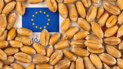 D'après le Coceral, la production cumulée de l'UE et du Royaume-Uni atteindrait 126 Mt en blé tendre cette année, contre 140,3 Mt en 2023. D'après le Coceral, la production cumulée de l'UE et du Royaume-Uni atteindrait 126 Mt en blé tendre cette année, contre 140,3 Mt en 2023.