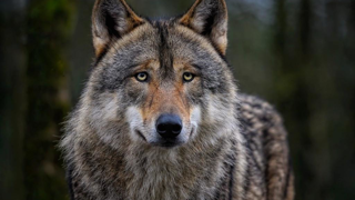 « Si on élève des animaux, c'est pas pour ramasser leurs cadavres et toucher les indemnités après », affirme Sébastien Abgrall, président de la Coordination rurale du Finistère. « Si on élève des animaux, c'est pas pour ramasser leurs cadavres et toucher les indemnités après », affirme Sébastien Abgrall, président de la Coordination rurale du Finistère.