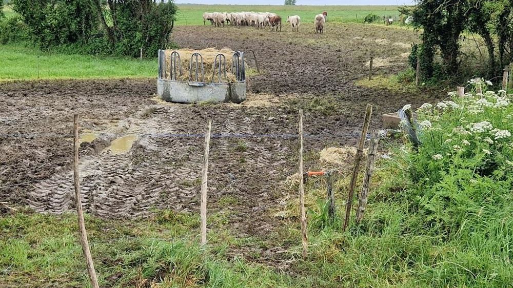 Pâture humide et abimée Pâture humide et abimée