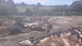 Une vache morte couchée en grenouille (au deuxième plan à gauche) est un signe caractéristique de cette maladie paralytique due à une toxine. Une vache morte couchée en grenouille (au deuxième plan à gauche) est un signe caractéristique de cette maladie paralytique due à une toxine.