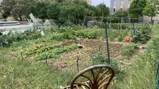Quelle place pour l’agriculture urbaine dans les quartiers ? Quels éco-bénéfices ? Des exemples seront abordés à Lyon les 9 et 10 octobre. Quelle place pour l’agriculture urbaine dans les quartiers ? Quels éco-bénéfices ? Des exemples seront abordés à Lyon les 9 et 10 octobre.