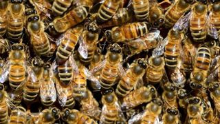 L'intelligence artificielle est mise au service de la toxicovigilance des abeilles mellifères en analysant leur activité en vol.