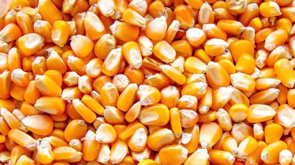 Grains de maïs
