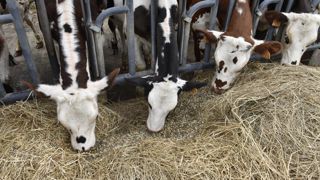 La chute des cours des aliments pour animaux se poursuit au deuxième trimestre de 2024, selon Agreste. La chute des cours des aliments pour animaux se poursuit au deuxième trimestre de 2024, selon Agreste.