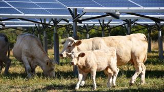 Un démonstrateur agrivoltaïque de sept hectares a été construit dans la Vienne pour étudier les bénéfices des panneaux solaires sur les animaux d'élevage. Un démonstrateur agrivoltaïque de sept hectares a été construit dans la Vienne pour étudier les bénéfices des panneaux solaires sur les animaux d'élevage.