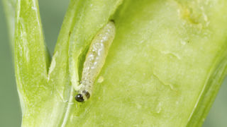 Les larves de grosses altises passent d'un pétiole à l'autre et sont ainsi atteignable par les insecticides. Les larves de grosses altises passent d'un pétiole à l'autre et sont ainsi atteignable par les insecticides.