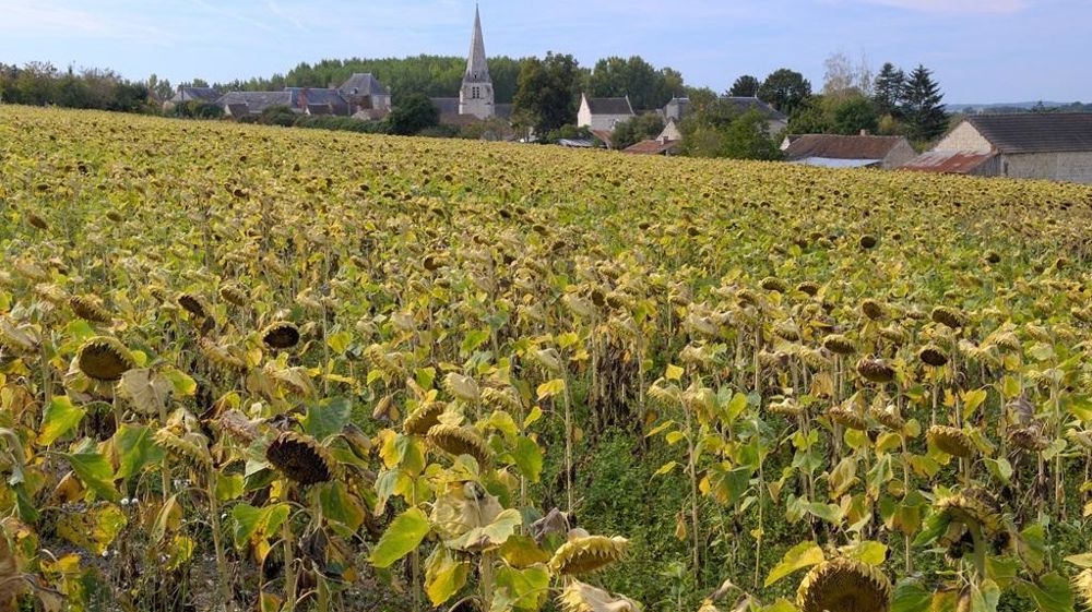 Champ de tournesol