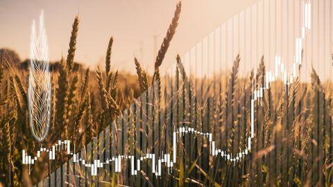 Mercredi 2 octobre, le blé tendre Euronext s'échangeait à plus de 230 euros la tonne sur l'échéance de décembre, une première depuis plus de deux mois.