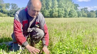Patrice Le Callonnec observe un couvert de trèfle blanc nain qu'il a semé cette année en même temps qu'un blé de printemps.